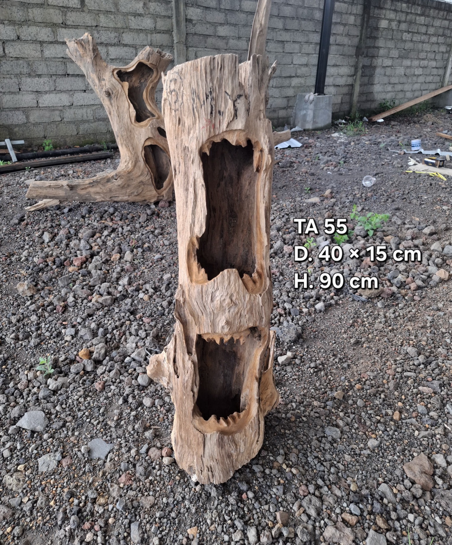 TA55
